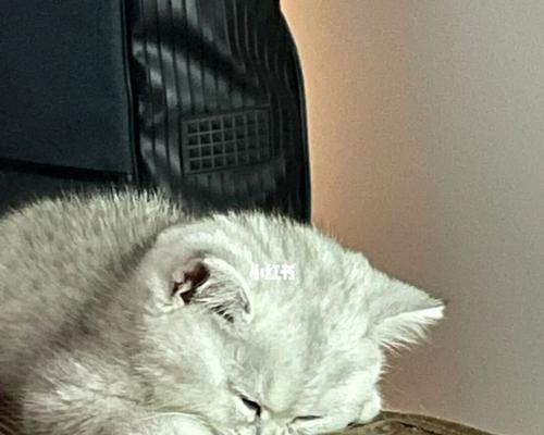 猫咪打喷嚏，该怎么办（宠物主人必读）