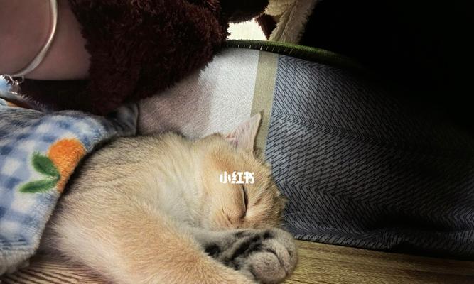 猫咪打喷嚏，该怎么办（宠物主人必读）