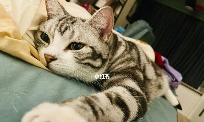 猫咪感冒不能掉以轻心（了解猫咪感冒的症状和治疗方法）