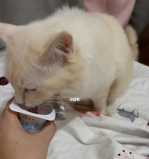 猫咪能否喝酸奶（酸奶与猫咪）