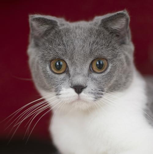 探讨猫咪胡须的神奇之处（能否剪除猫咪胡须）