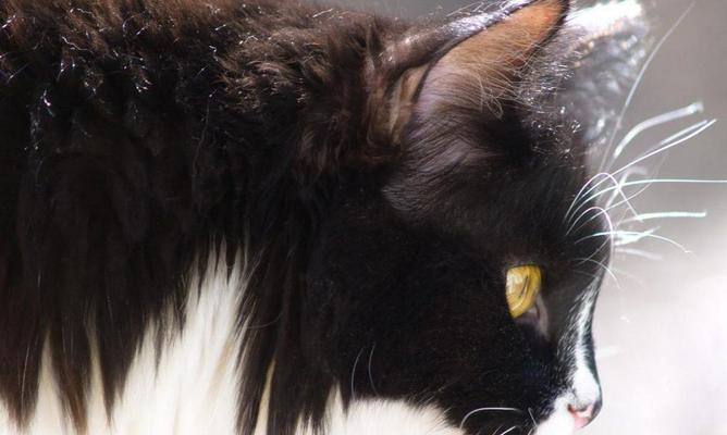 探讨猫咪胡须的神奇之处（能否剪除猫咪胡须）