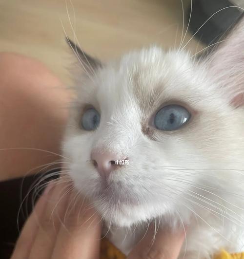 探讨猫咪花鼻头的遗传特征（以宠物为主）