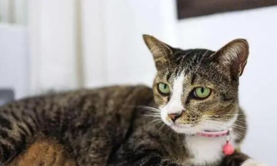 猫咪怀孕2周吐——如何应对（宠物养护）