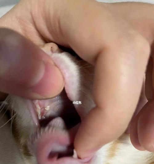 宠物换牙期，如何避免口腔流血（猫咪换牙）