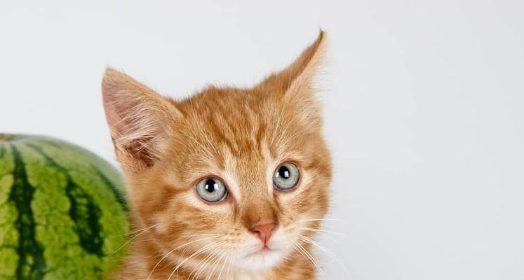 猫咪会吃主人（以宠物为主的探究）