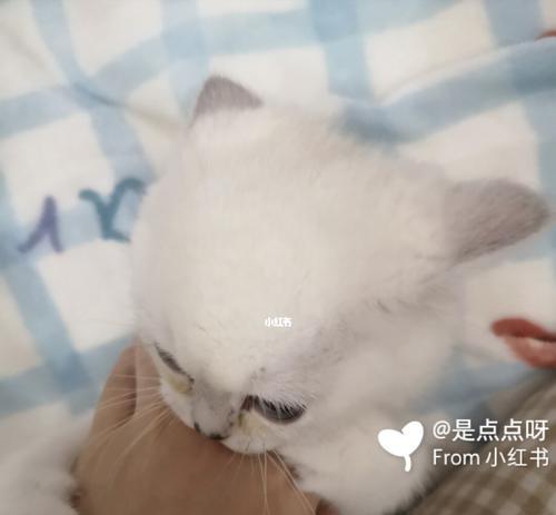 揭秘猫咪突然咬人的原因（宠物爱好者必看）