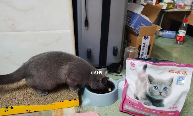 猫咪饮食搭配攻略（混合猫粮吃法大揭秘）
