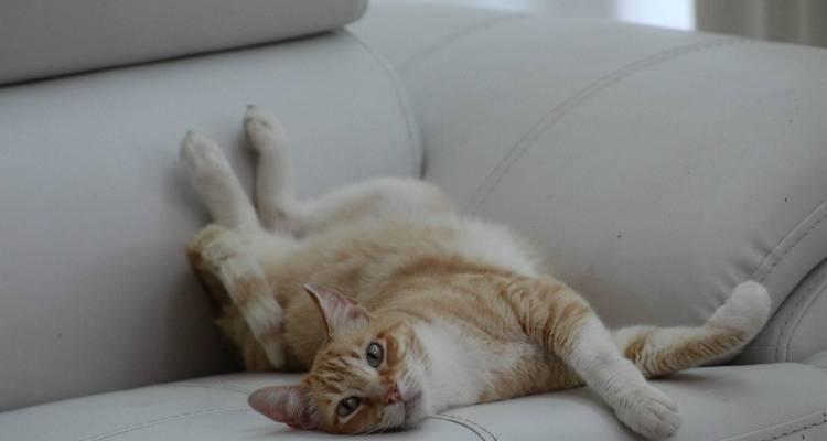猫咪发情期的全面解析（了解宠物健康的必备知识）