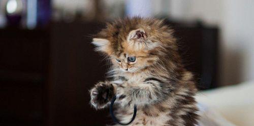 猫咪发情期的全面解析（了解宠物健康的必备知识）