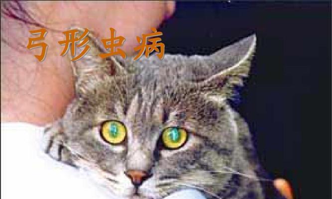 宠物猫咪的寄生虫传染风险（了解寄生虫种类）