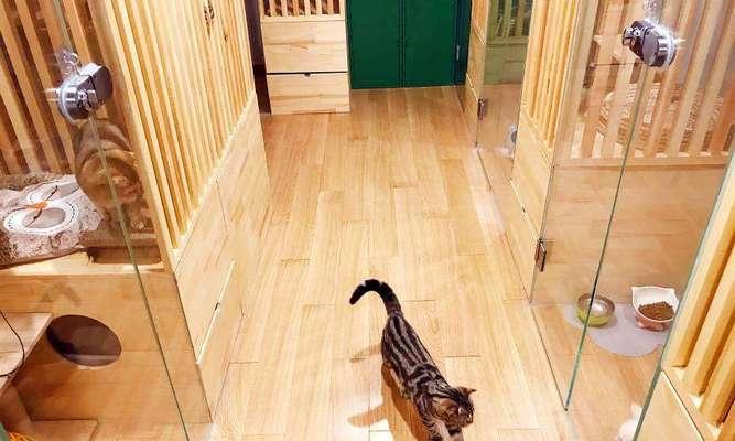 宠物寄养店的选择与注意事项（以猫咪寄养宠物店为例）