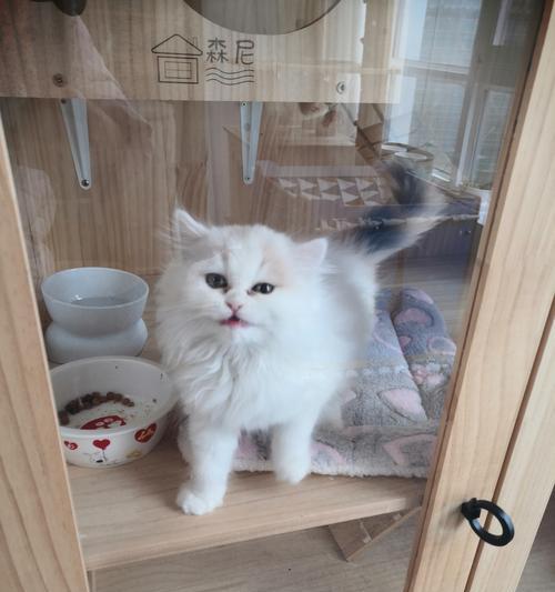 宠物寄养店的选择与注意事项（以猫咪寄养宠物店为例）