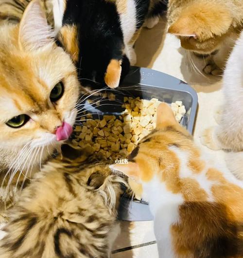 如何为你的猫咪添加营养丰富的食物（猫咪健康需要多样化饮食）