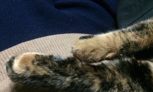 猫咪脚肉垫为何会发黑（探究猫咪脚肉垫发黑的原因和预防方法）