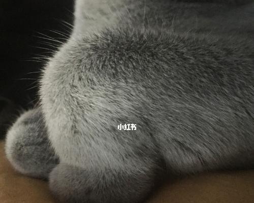 猫咪脚肉垫为何会发黑（探究猫咪脚肉垫发黑的原因和预防方法）