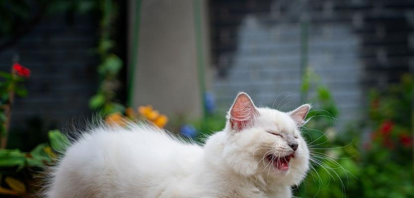 猫咪警惕的动作（揭秘猫咪的自我保护机制与行为特点）