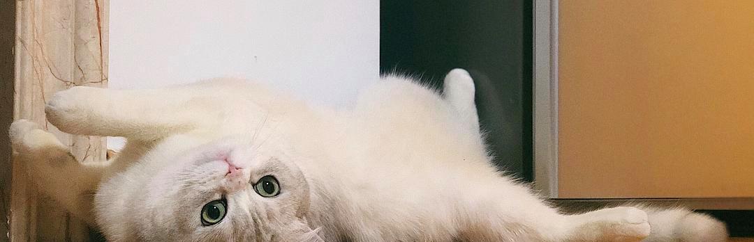 探秘猫咪菊花的酸性特性（揭开猫咪菊花酸的奥秘）