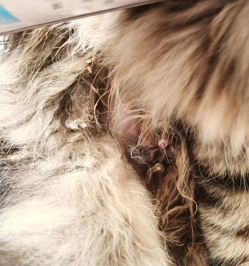 猫咪绝育后感染如何预防（以宠物为主）