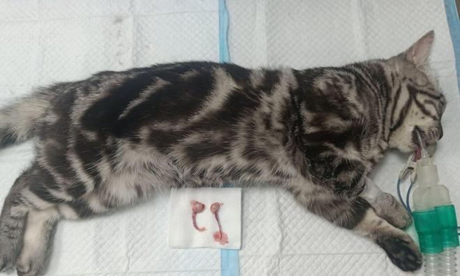猫咪绝育后感染如何预防（以宠物为主）