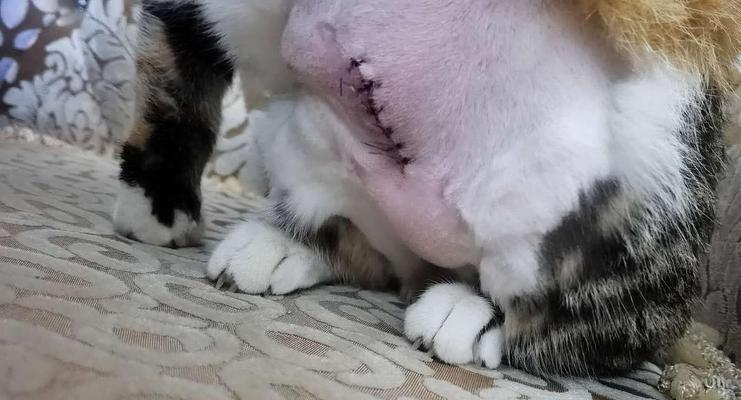 猫咪绝育后为何会变胖（探讨绝育对猫咪体型的影响）