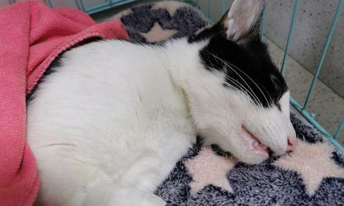 猫咪绝育后为何会变胖（探讨绝育对猫咪体型的影响）
