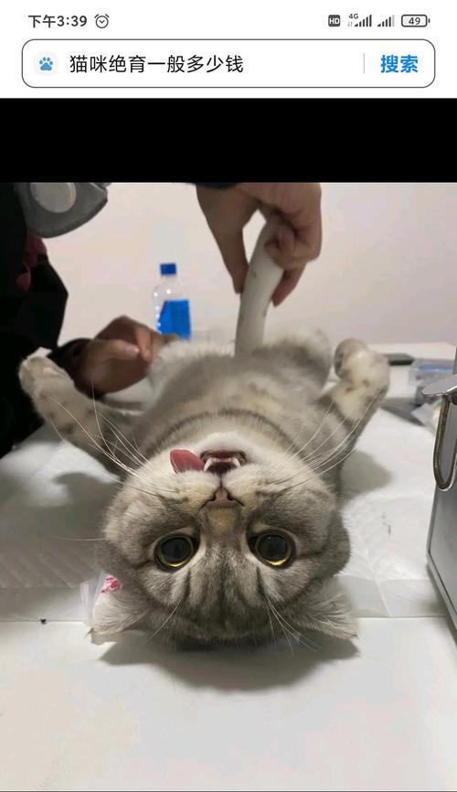 猫咪绝育后的性格变化（宠物健康）