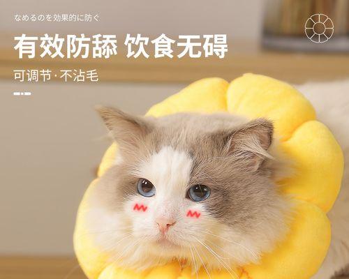 猫咪绝育后的性格变化（宠物健康）