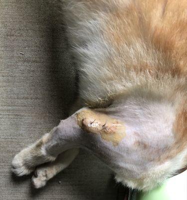 绝育后的猫咪（揭秘猫咪绝育术后的变化及注意事项）