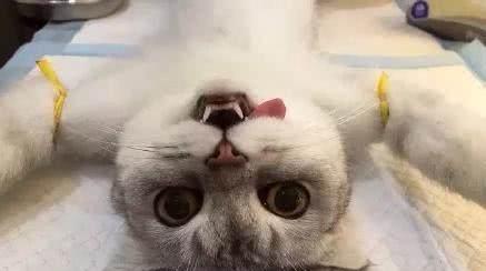 绝育后的猫咪（揭秘猫咪绝育术后的变化及注意事项）