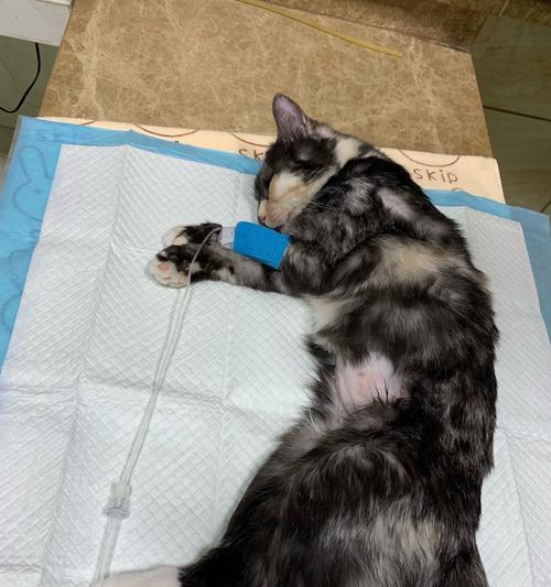 宠物绝育太贵了（以猫咪为例）