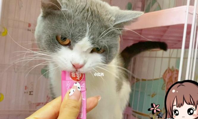 宠物猫咪可否绑（了解猫咪习性）