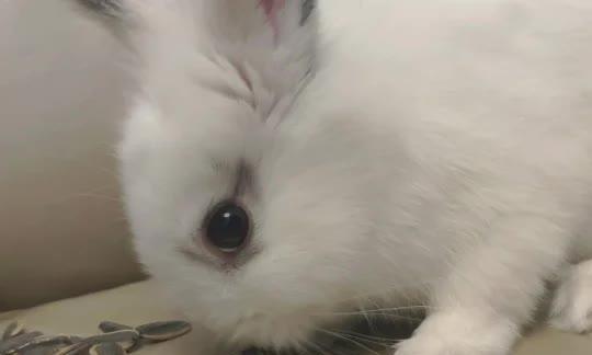 猫咪可以吃瓜子吗（宠物饮食知识解析及猫咪的健康建议）