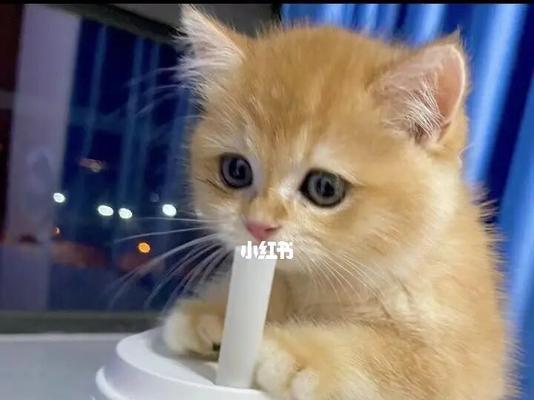 猫咪的健康饮食——猪肝的营养与食用方法（猫咪适合食用的营养丰富的猪肝以及正确的食用方式）