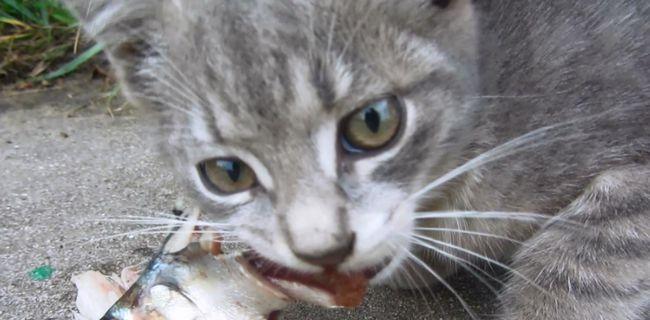 猫咪吃鱼好还是不好（探讨猫咪饮食中的鱼类）
