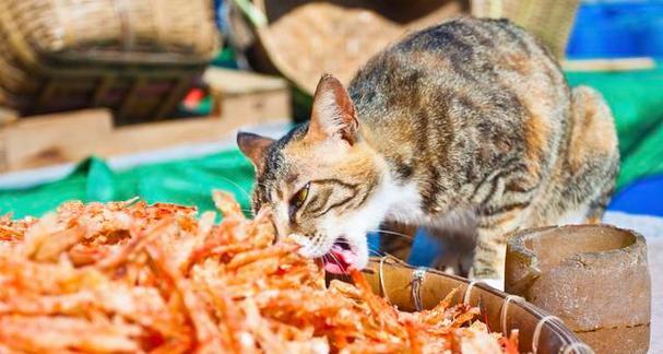 猫咪吃鱼好还是不好（探讨猫咪饮食中的鱼类）