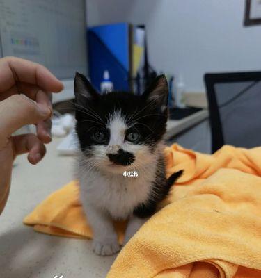 猫咪乘客运，畅行无阻（宠物坐车）