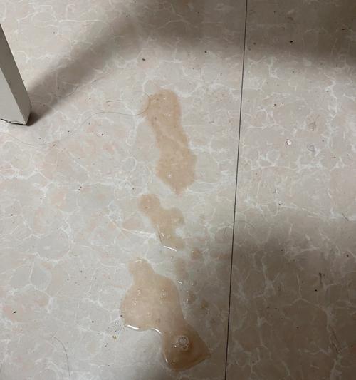 猫咪拉肚子发烧该怎么办（以宠物为主）