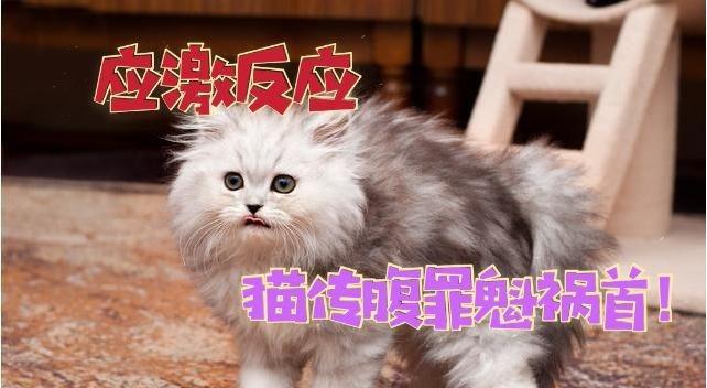 猫咪拉肚子发烧该怎么办（以宠物为主）