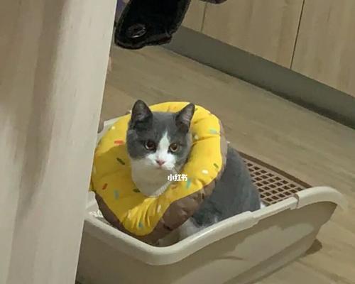 猫咪拉软便的原因及解决方法（揭秘宠物猫咪的健康问题）
