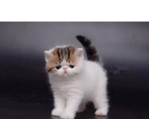 如何治疗宠物猫咪的拉稀问题（药物治疗方法）