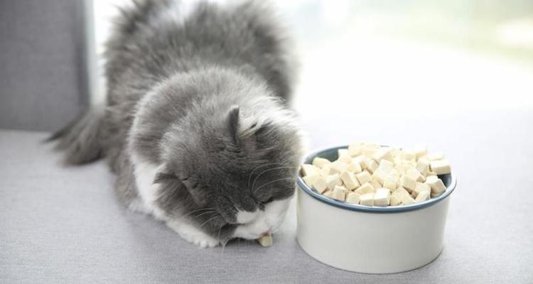 如何治疗宠物猫咪的拉稀问题（药物治疗方法）