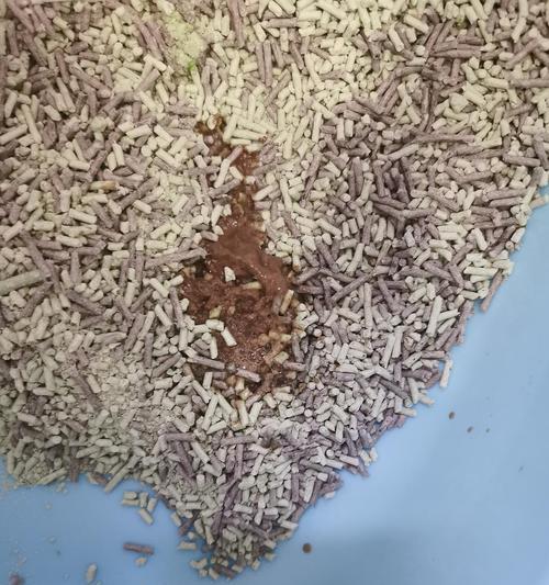 猫咪拉稀带鲜血，怎么办（宠物主人必看的护理知识）