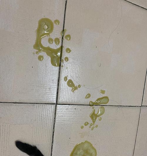 猫咪拉血，重要性大于你想象（了解宠物健康）