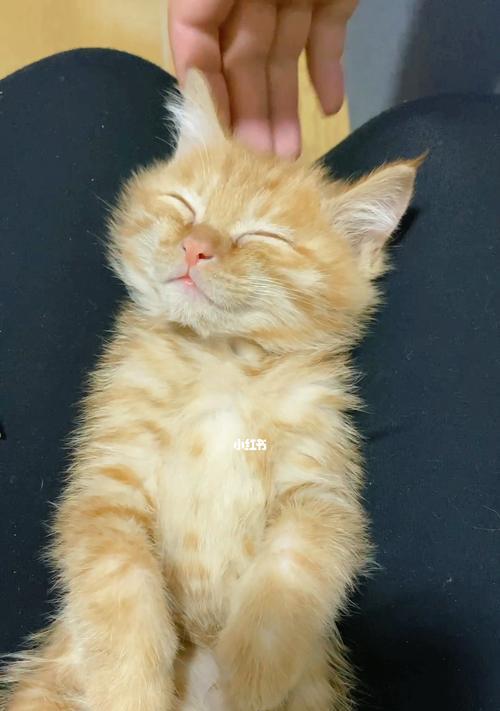 小猫咪如何应对寒冷天气（宠物照顾指南）