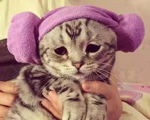 如何处理猫咪流泪问题（探究流泪原因及应对措施）