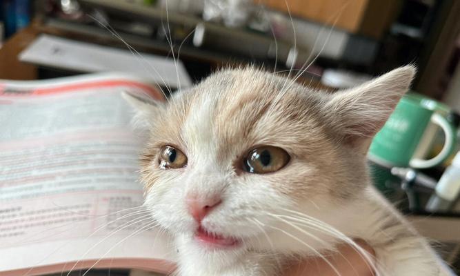 如何处理猫咪流泪问题（探究流泪原因及应对措施）