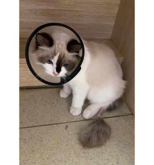 猫咪乱叫腿发抖原因分析（从行为学和健康角度探究猫咪不正常的表现）