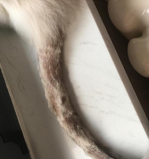 猫咪马尾病的防治与护理（宠物猫咪的健康重要性与常见马尾病症状分析）