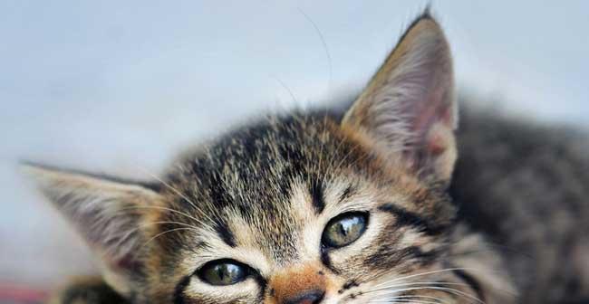 猫咪不仅是宠物，更是健康的投资（用爱心投资健康）